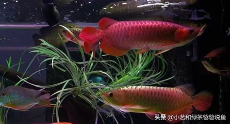 龍魚混養|龍魚混養心得 